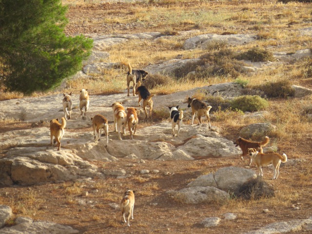 Feral_dogs_in_palestine